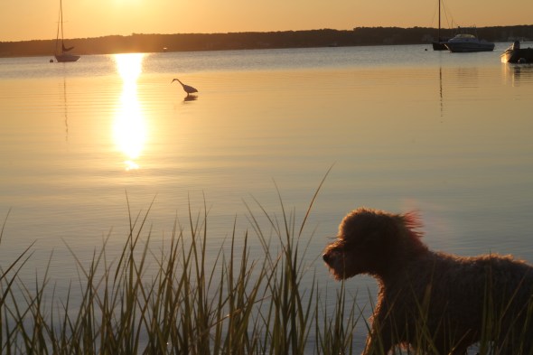 Oliver chases egret in East Hampton